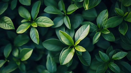 Green leaves form dense overhead foliage in soft light