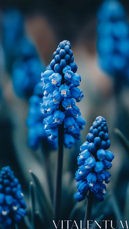 Vivid Blue Grape Hyacinth Blooms in Sharp Focus.