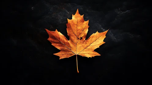 Golden autumn maple leaf glows gently on a dark backdrop