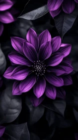 Purple Flower Study Against Dark Foliage.