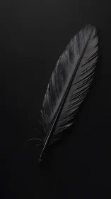 Gentle black feather resting softly in quiet darkness.