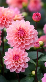 Coral Dahlias Unfold in Layered Splendor Amidst Garden Green