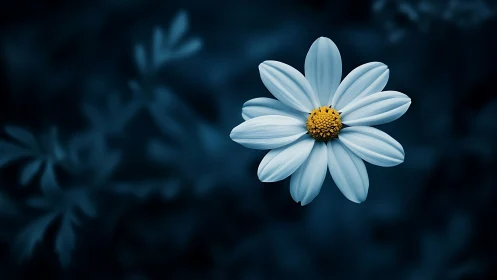 Delicate white daisy blooms against moody dark teal background.