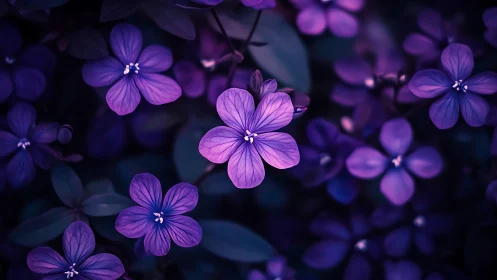 Luminescent Purple Petals in Nocturnal Bloom.