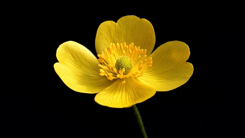 Yellow buttercup flower on black isolated background.