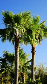 Sunlit palm trees rise against clear deep blue sky