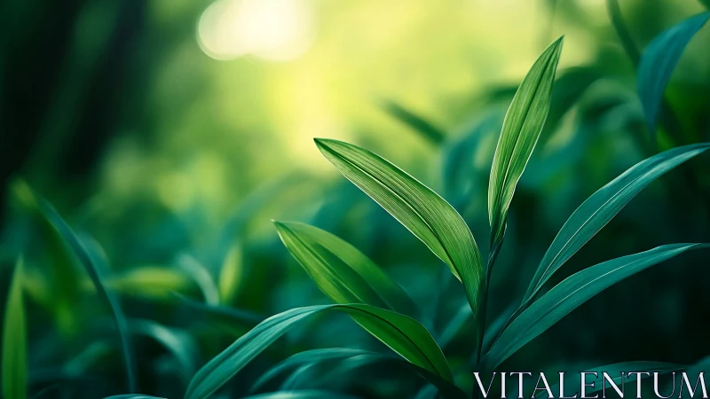 Lush green leaves under soft bokeh forest sunlight.