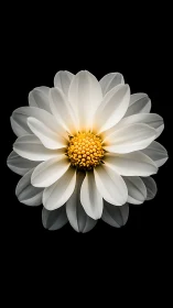 Radiant Dahlia Blooms with Golden Heart Center