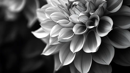 Monochromatic Dahlia Bloom: Architectural Geometry Study.