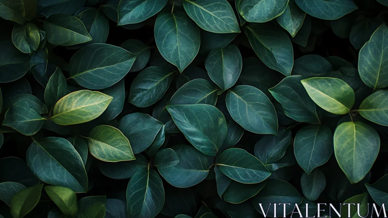 Dark green foliage pattern under soft natural light.