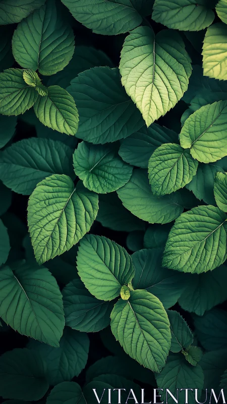 Green foliage closeup with layered textured leaves.