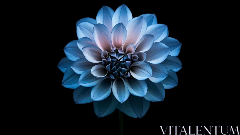 Blue Dahlia Bloom Against Black Background Radiates Ethereal Elegance.