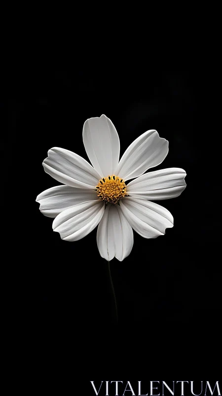 White Cosmos Dancing Against Velvet Darkness.