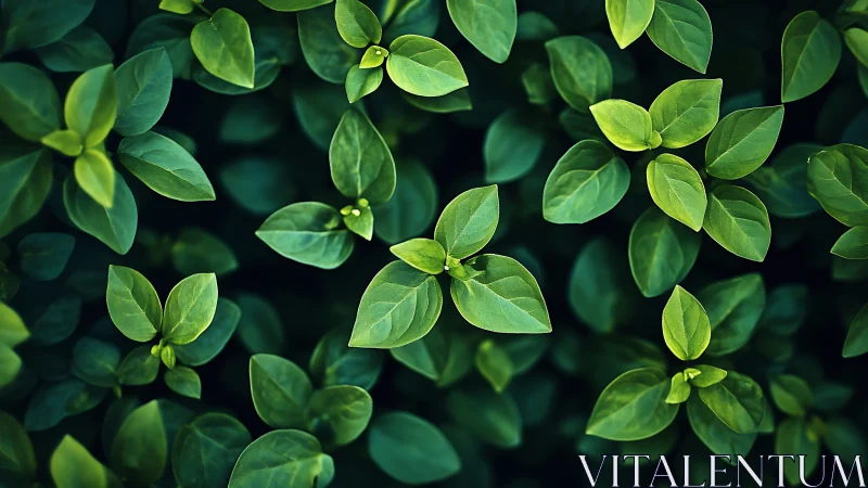 Leafy chorus of emerald greens in quiet garden rhythm.