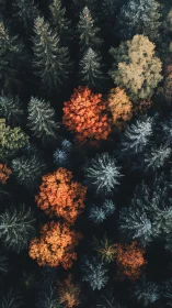 Aerial spectral mapping of mixed conifer&ndash;deciduous forest canopies.