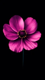 Magenta cosmos flower with intricate stamen detail against black background.