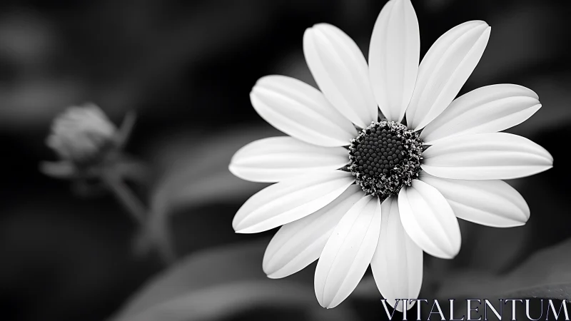 Elegant Daisy Bloom in Black and White Macro Photography.