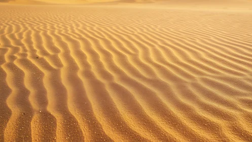 Golden desert sand ripples under low evening sunlight.