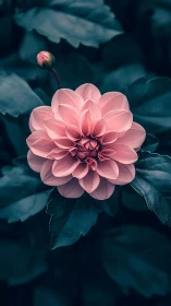 Pink Dahlia with Bud Against Deep Teal Foliage
