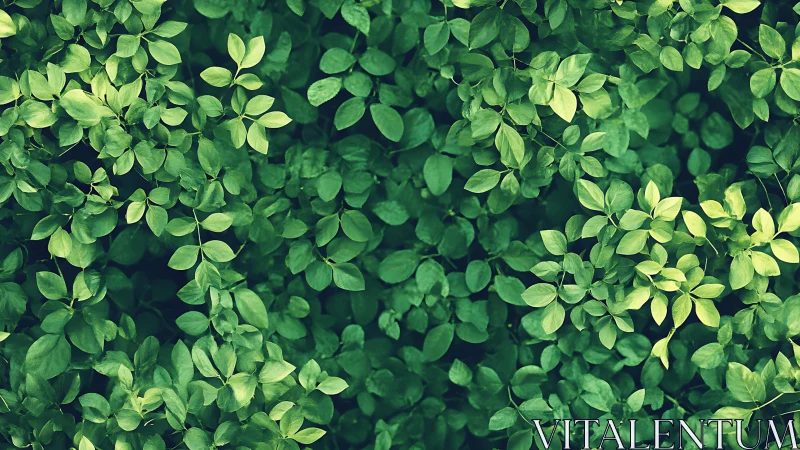 Botanical overhead foliage pattern in soft natural focus.