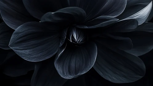 Dark flower petals with fine textural detail shot against black background.