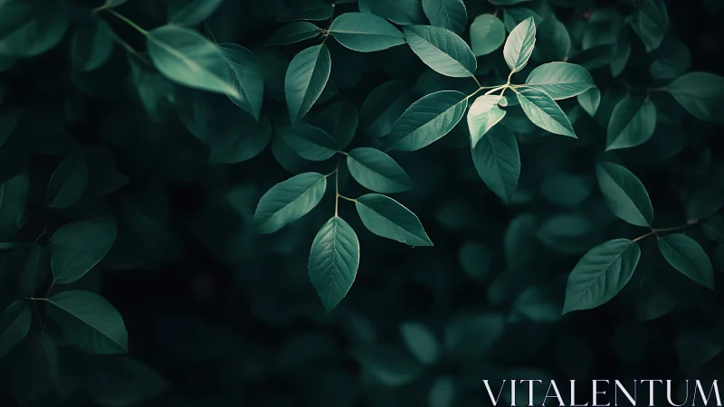 Lush Green Leaves in Soft Natural Light, Minimalist Botanical Style.