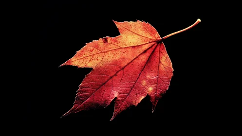 Macro analysis of red maple leaf on absolute black field.