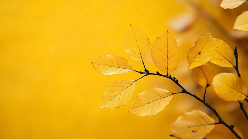 Golden autumn leaves on branch with soft yellow background.