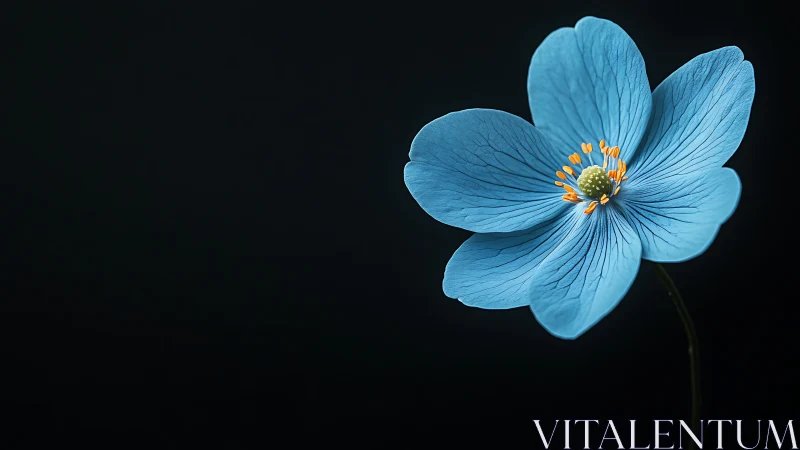 Blue Floral Study Against Darkness with Detailed Stamen Structure.