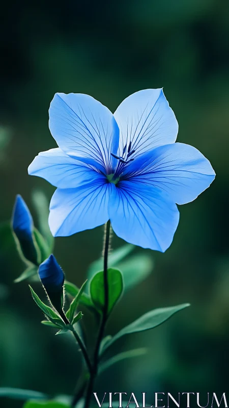 Blue flowering plant with five petals and visible buds.