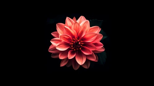 Red Dahlia Bloom Against Black Background.