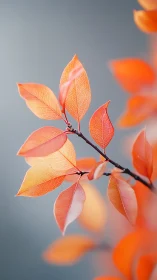 Orange autumn leaves glow against soft teal bokeh.