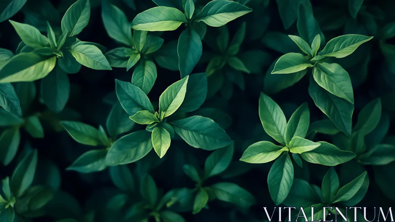 Lush green foliage study with moody directional lighting.