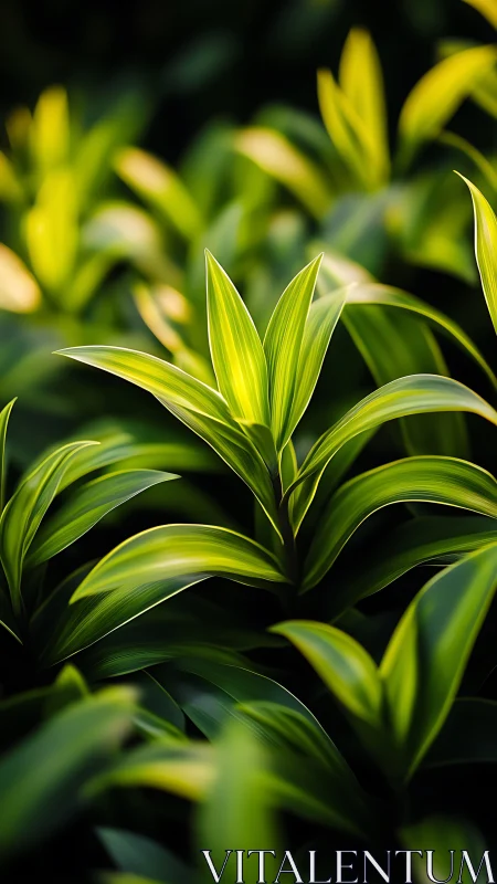 Tropical foliage glows under soft directional sunlight.