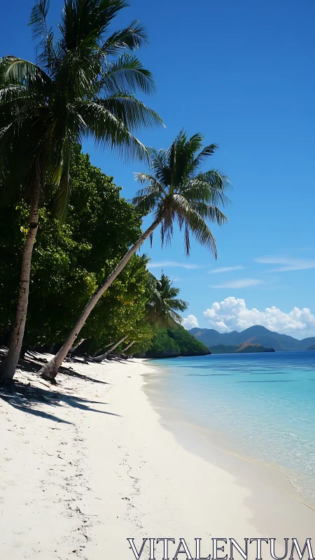 Pristine tropical beach with leaning palm trees and turquoise water
