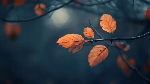 Orange autumn leaves on dark branches in soft focus.