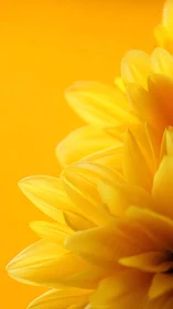 Sunflower's Golden Whisper Unfolds in Luminous Amber Dreams