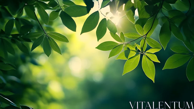 Sunlit green leaves in nature, soft focus background, tranquil mood.