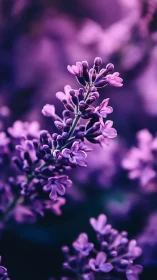 Purple Lilacs in Soft Focus: Nature's Delicate Beauty
