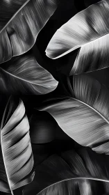 Silver banana leaves whisper quietly across the darkness