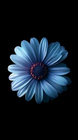 Blue Gerbera Daisy with Rust Stamen Center on Black Background.
