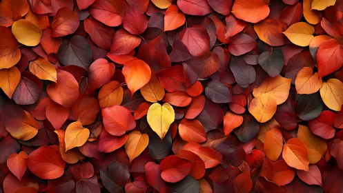 Dense arrangement of multicolored autumn leaves fills frame