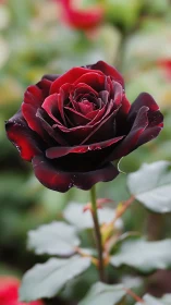 Deep Crimson Rose with Velvet Petals in Botanical Focus