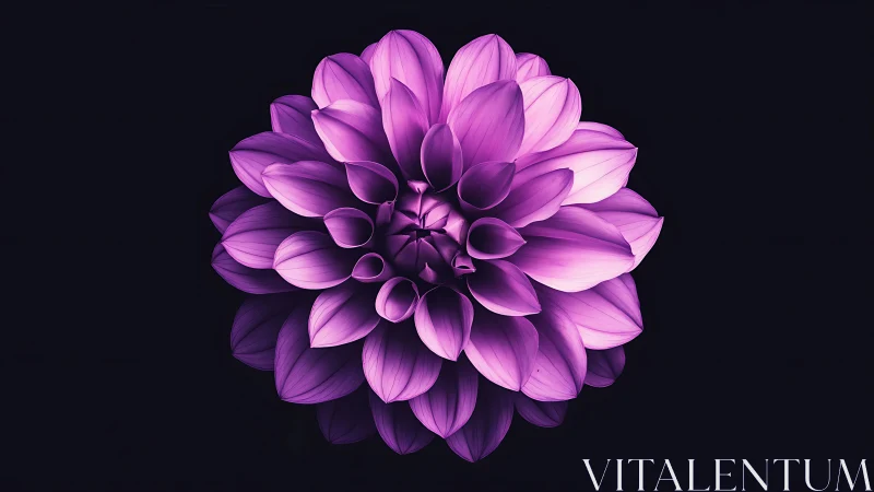 Purple Dahlia Bloom: Layered Petal Geometry in High Contrast Light.