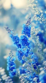 Blue Lupine Flowers in Soft Focus Field.