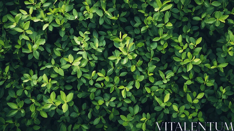 Lush green foliage background with dense leafy pattern, natural style.