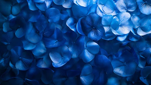 Blue Hydrangea Petals: Optical Depth and Chromatic Saturation Analysis.