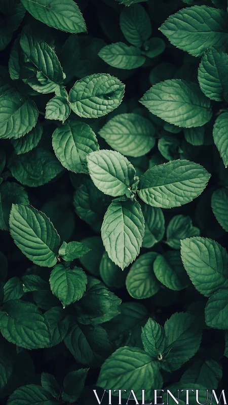 Mint leaves form rich overlapping emerald foliage pattern.