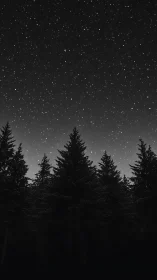 Star-dense nocturnal sky arches above silhouetted conifer forest