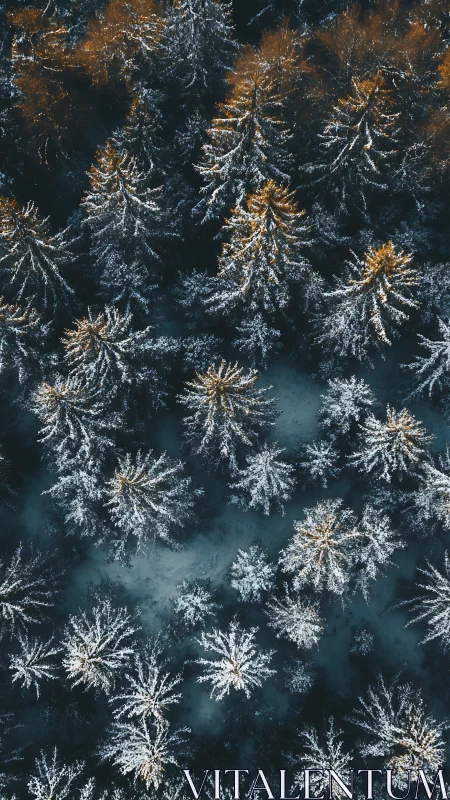 Aerial conifer canopy captures winter light across frosted crowns